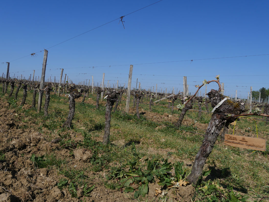 Виноградник на урожай